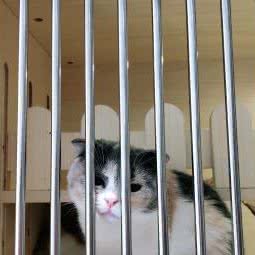 名猫会馆:宿迁市泗阳县