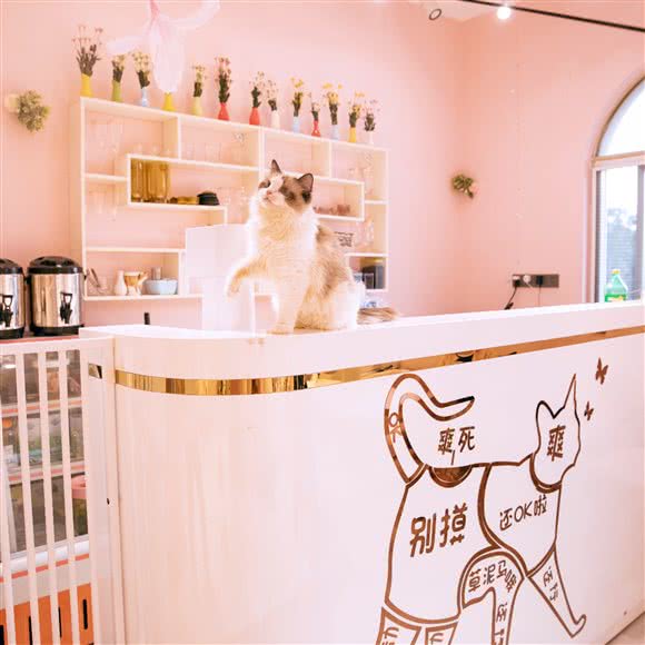 喵呜咪·猫咪主题猫咖:宿迁市泗洪县