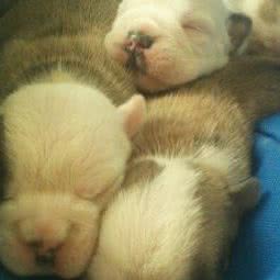 周才华动物医院:宿迁市泗洪县