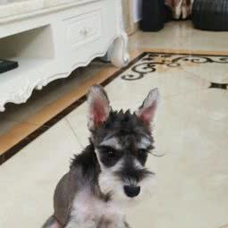 吉吉宠物乐园SUPER DOG:杭州市上城区