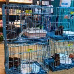 禾夕宠物馆:杭州市上城区