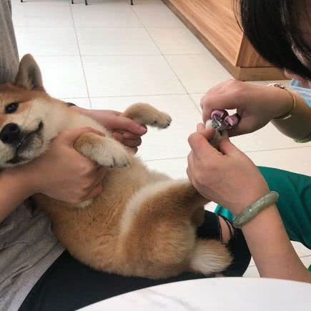 宠儿宝:杭州市萧山区