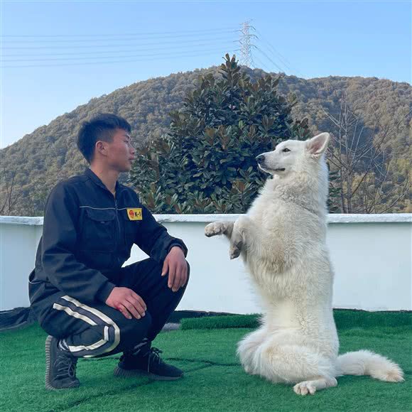 创格宠物阿冲训练学校:杭州市余杭区