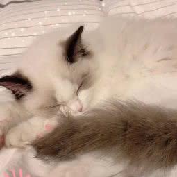 哆咪布偶猫(余杭店):杭州市余杭区