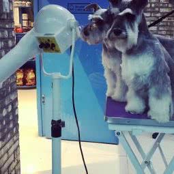 龚門高档宠物会所:晋城市城区市运/水陆院附近