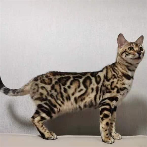 布鲁宠物生活馆:杭州市富阳区