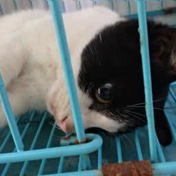 临安安康宠物狗诊所:杭州市临安区