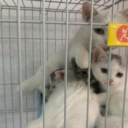 萌宠管家:杭州市临平区