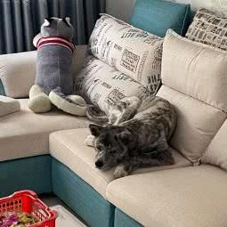 嗨嗨宠物寄养(自家住宅):杭州市临平区