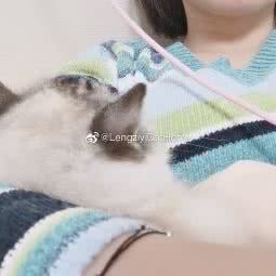 佩希矮脚布偶猫舍）:杭州市临平区