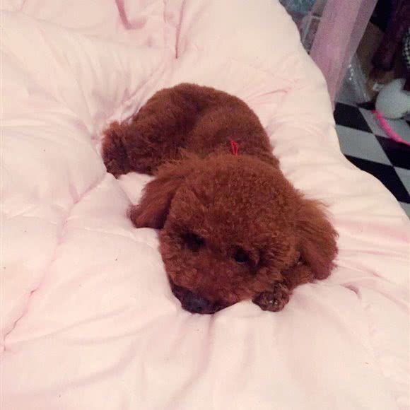 巨星宠物会所:杭州市桐庐县