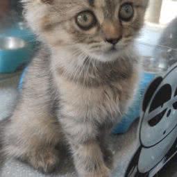 朱爸爸宠物:杭州市桐庐县