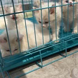 咕噜噜宠咖:杭州市建德市