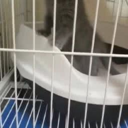 Y-7宠物生活会馆:朔州市朔城区万人新天地附近