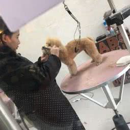 杜丽特宠物诊所:杭州市建德市