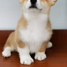 阿庆柯基犬舍:宁波市海曙区