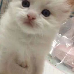 猫空舍:宁波市海曙区