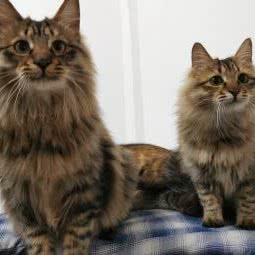 灵美宠物诊所:宁波市海曙区