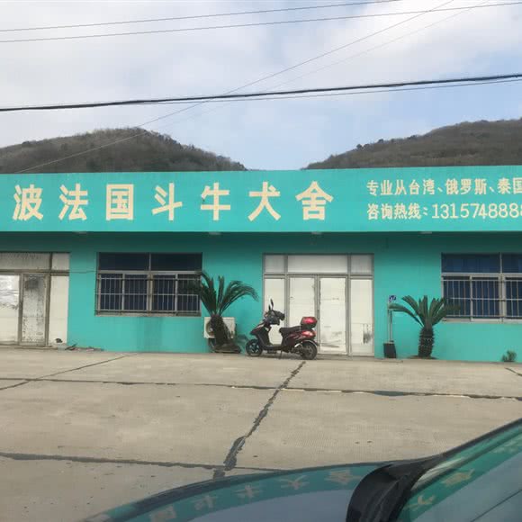 宁波法国斗牛犬舍:宁波市北仑区