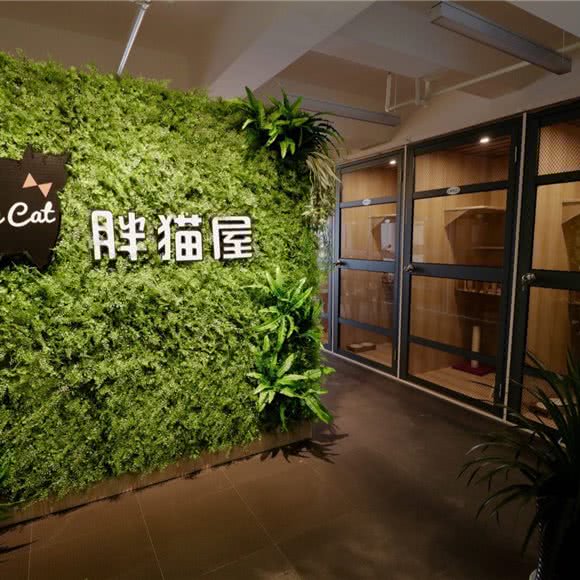 胖猫屋猫咪寄养酒店:宁波市鄞州区