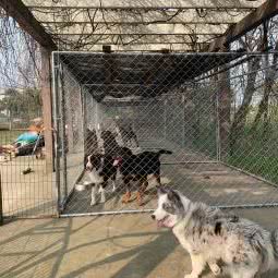 魔宠宠物行为训练中心:宁波市鄞州区