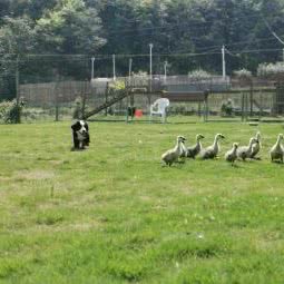 三颗犬宠物渡假村:宁波市奉化区