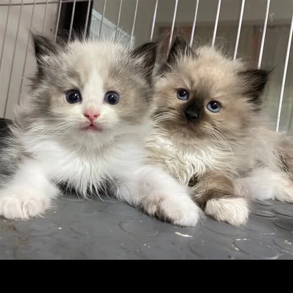 爪爪万岁宠物店(时代瑞府店):宁波市奉化区