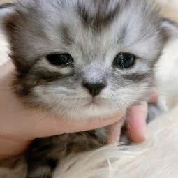 佳菲猫舍:宁波市余姚市