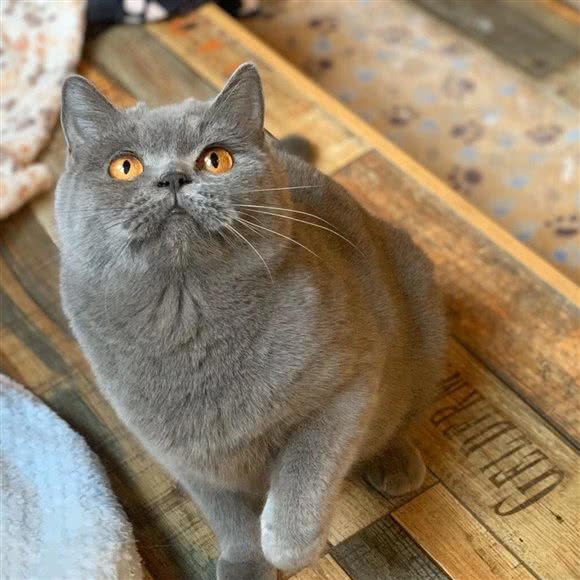 猫小姐桌游撸猫馆(万达店):宁波市余姚市