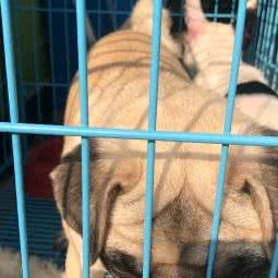 余姚宠吧:宁波市余姚市