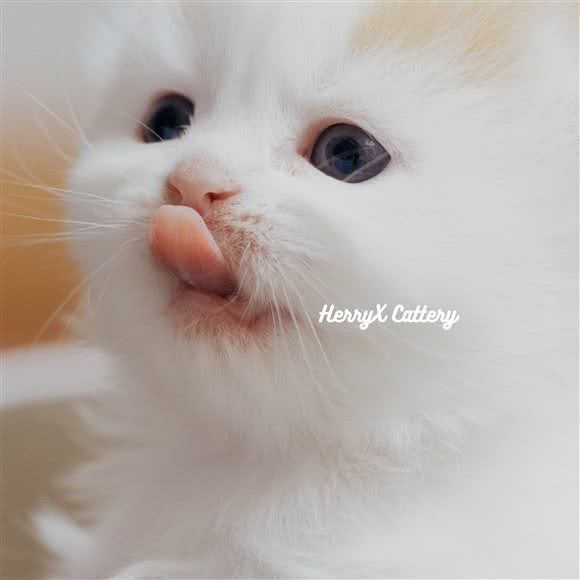 HerryX猫舍:温州市鹿城区