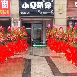 小Q萌宠:温州市龙湾区