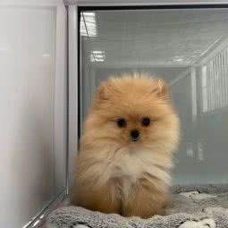 zoo 宠物商店:温州市平阳县