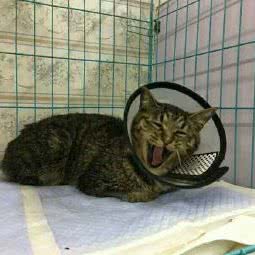 养宠无忧宠物医院:朔州市怀仁市怀仁市附近