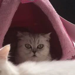 七公主宠物生活馆:温州市苍南县