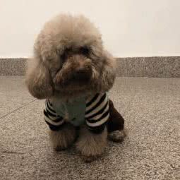 爱妞宠物店(灵溪店):温州市苍南县