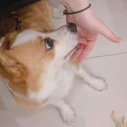 它它宠物店:温州市瑞安市