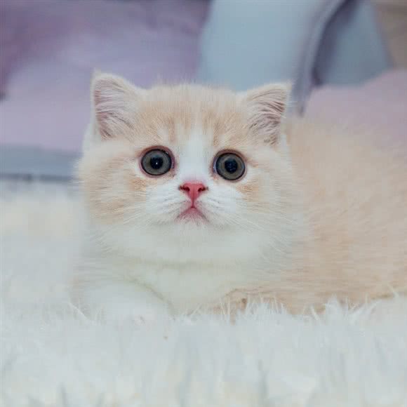 叮铛喵屿猫舍:温州市乐清市