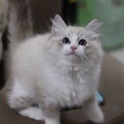 闹闹猫舍:温州市乐清市