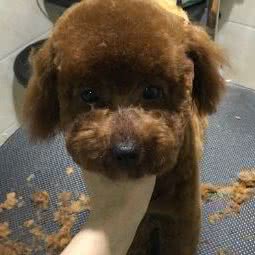 乐点宠物医院:温州市乐清市