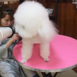 爱尚宠?宠物:晋中市榆次区榆次区附近