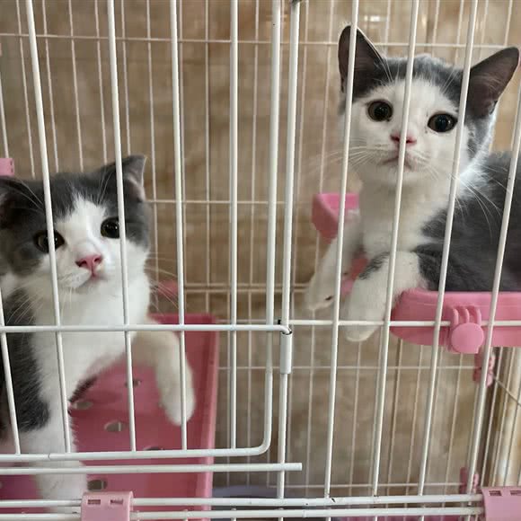 汪旺宠物生活馆:嘉兴市南湖区