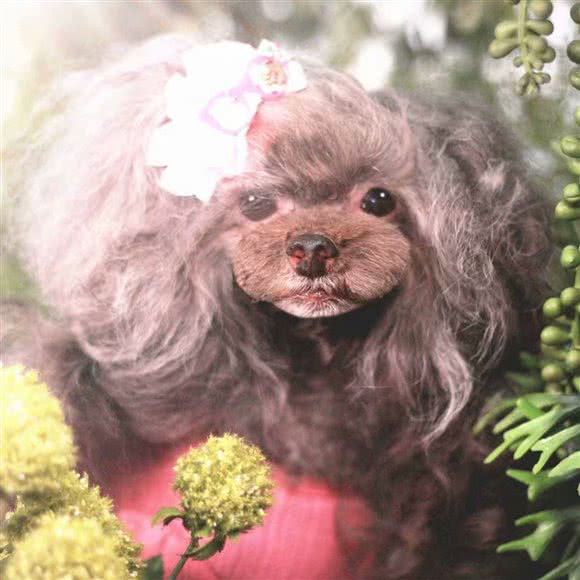 Dogpetshop宠美工作室:晋中市榆次区榆次区附近