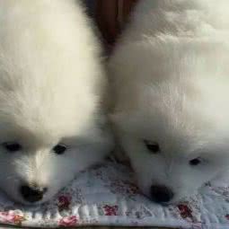 牛牛宠物王国:晋中市榆次区榆次区附近