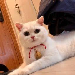 杭州宥爱猫舍:嘉兴市海宁市