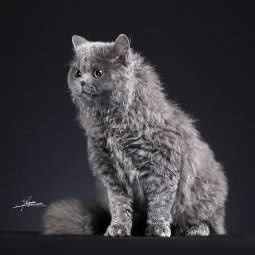 Emma的猫舍:嘉兴市平湖市