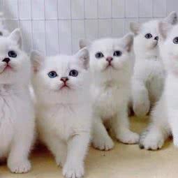 哆萌宠物生活馆:嘉兴市桐乡市