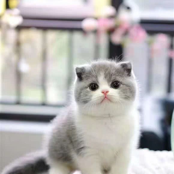 有家宠物店:北京城区朝阳区对外经贸附近