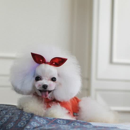 酷狗宠物:湖州市德清县