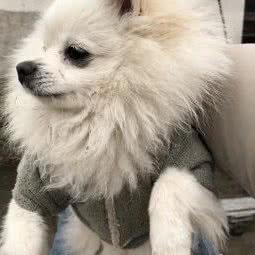 汪星喵语(汪汪宠物店):湖州市长兴县